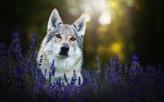 Картинка лаванда, чехословацкая волчья собака, взгляд, морда, цветы, собака