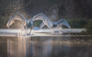Обои брызги, лебедь, крылья, вода, птица, разбег