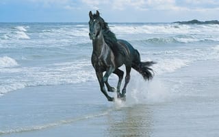 Картинка конь, sand, horse, shore, light, лошадь, stallion, жеребец, пляж, white, чёрный, wide, sea, summer, beach, see, front, nice, sun, black