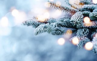 Обои winter, bokeh, мороз, ветки, snow, зима, снег, елка, fir tree