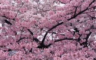 Картинка природа, вишня, дерево, сакура, ветки, весна