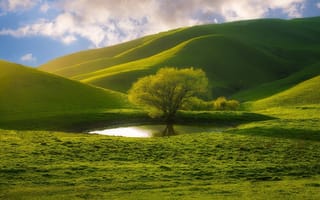 Картинка дерево, трава, пруд, холмы