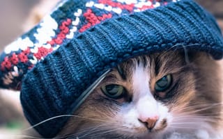Картинка котенок, шапка
