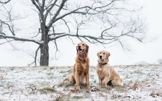 Обои собаки, дерево