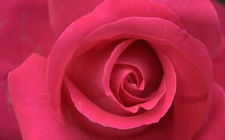 Картинка роза, цветок