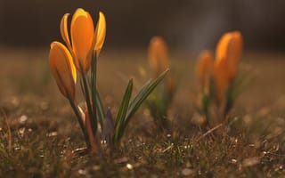 Картинка крокусы, весна