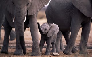 Картинка слоны, слонёнок