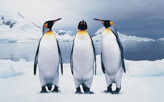 Обои пингвины, антарктида, снег