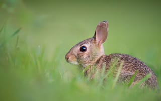 Картинка кролик, в траве, пушистый