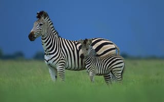 Картинка зебра, детёныш, африка