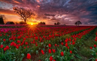 Обои цветы, поле, тюльпаны, закат