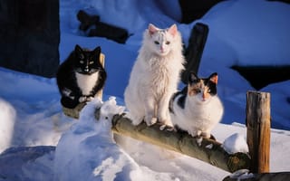 Картинка кошки, снег, зима