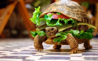 Картинка черепаха, бутерброд