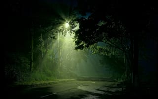 Картинка ночь, фонарь, деревья, россия, дорога, кусты, лес, москва, растения