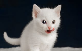 Картинка котёнок, язык