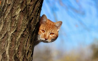 Картинка кот, дерево, взгляд