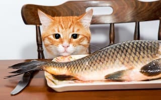 Картинка рыба, взгляд, кошка
