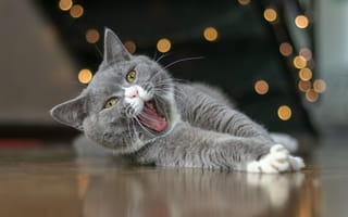 Картинка кот, зевает