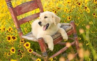 Картинка собака, на стуле, подсолнухи