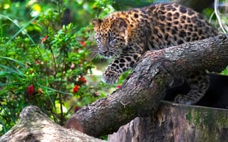Картинка котёнок, леопард