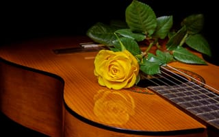 Картинка гитара, роза