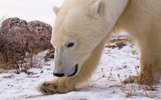 Картинка белый медведь, снег, животные