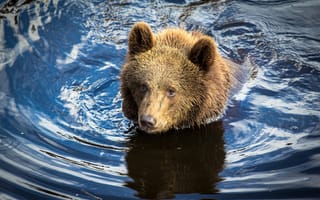 Картинка медведь, вода, природа