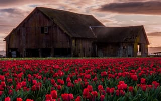 Картинка цветы, дом, поле, тюльпаны