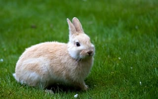 Картинка кролик, трава