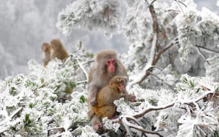 Картинка обезьяны, зима, япония, снег
