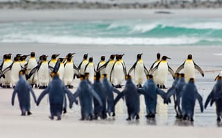 Обои пингвины, королевские