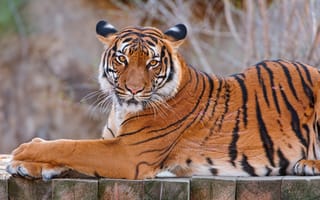 Картинка тигр, животное