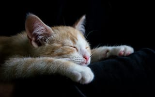 Картинка кошка, спит, животные