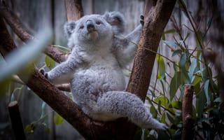 Картинка коала, дерево