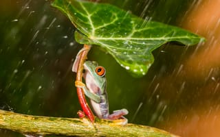 Обои лягушка, дождь, под листом