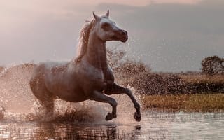 Картинка конь, брызги, вода