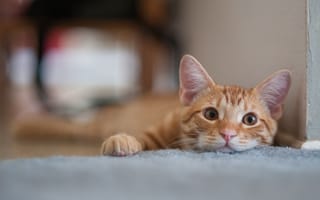 Картинка кот, усы, взгляд