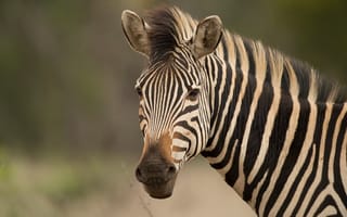 Картинка зебра, африка
