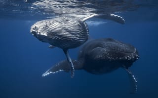 Картинка кит, океан
