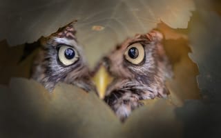 Картинка сова, взгляд