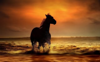 Картинка конь, вода, берег