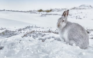 Обои заяц, снег, беляк