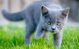 Картинка кошка, трава, животное