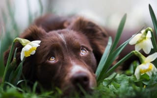 Картинка собака, взгляд, цветы