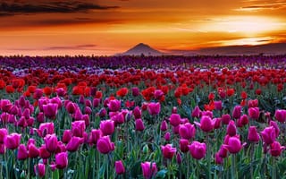 Картинка поле, тюльпаны