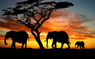 Картинка слоны, африка, закат
