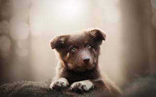 Картинка собака, щенок, взгляд, удивление