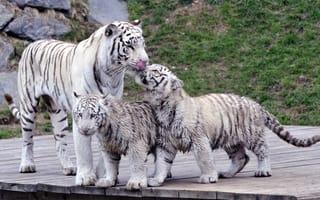 Обои тигры, белые тигры