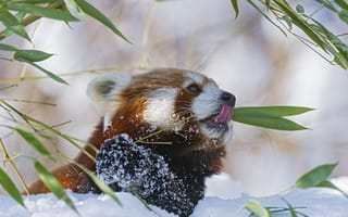 Картинка красная панда, снег, ветки