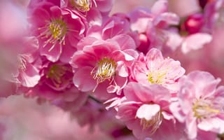 Картинка сакура, цветы, весна